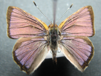 Hypochrysops epicurus - Adult